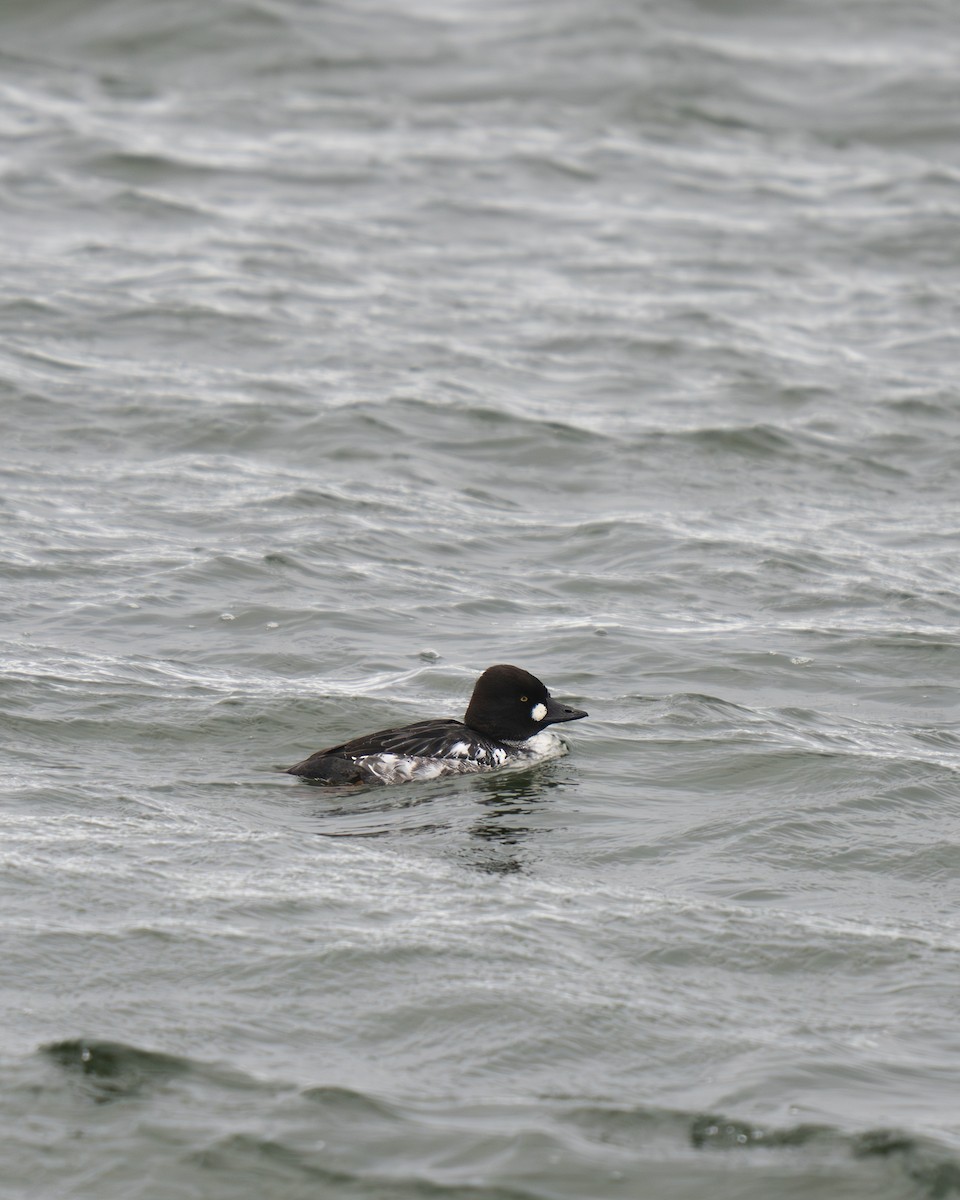 Common Goldeneye - ML628019240