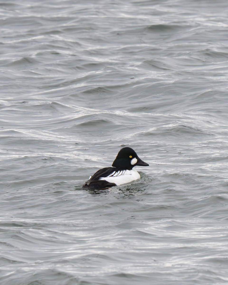 Common Goldeneye - ML628019241