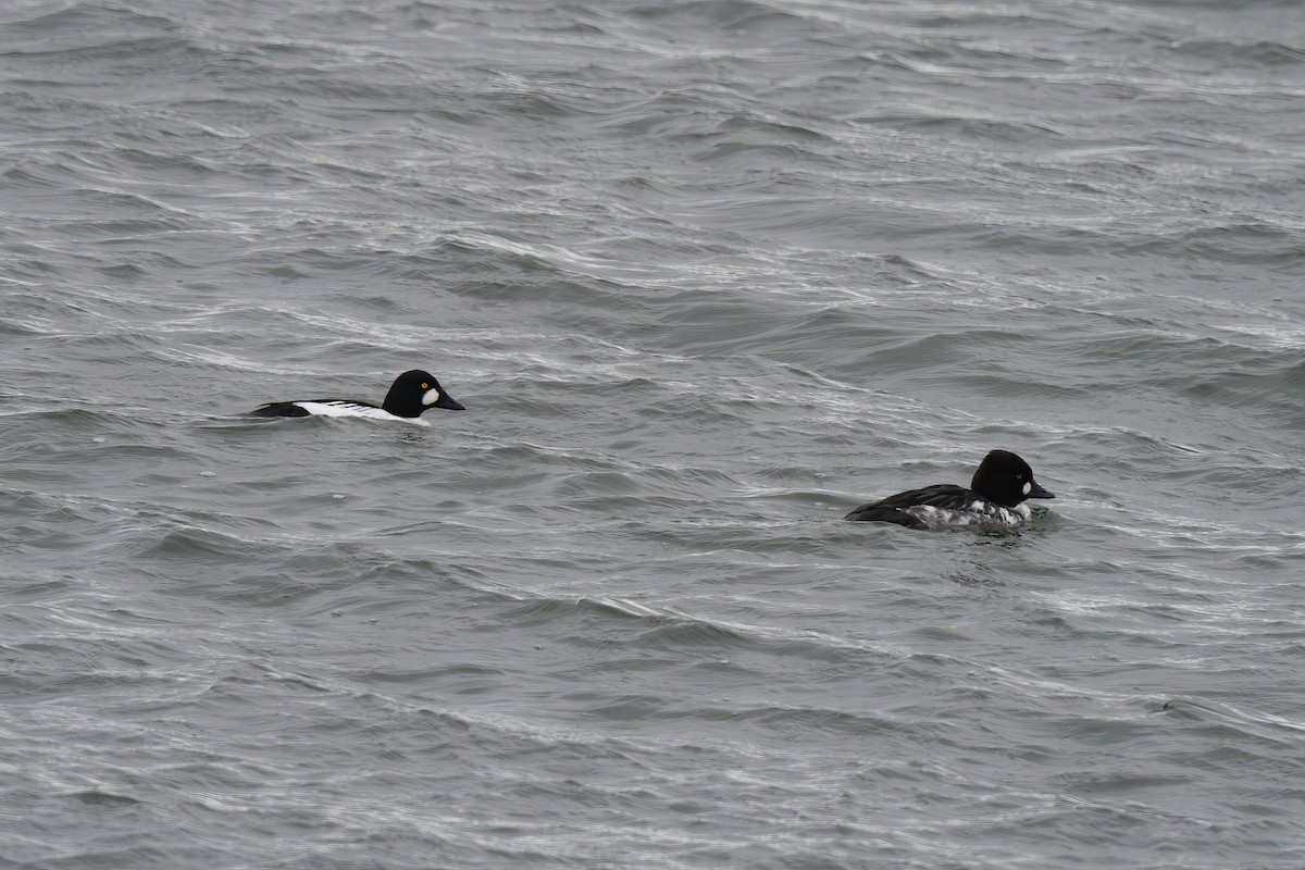 Common Goldeneye - ML628019242