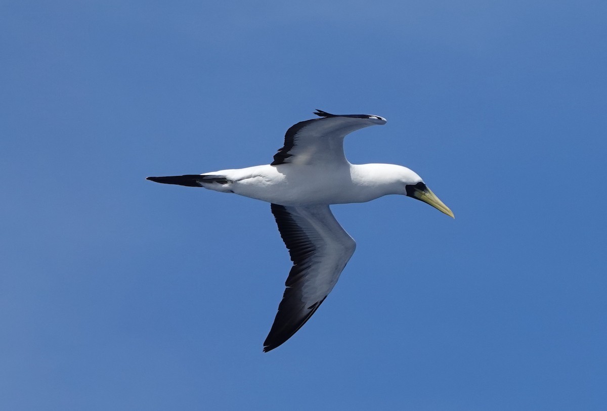 藍臉鰹鳥 - ML628019247