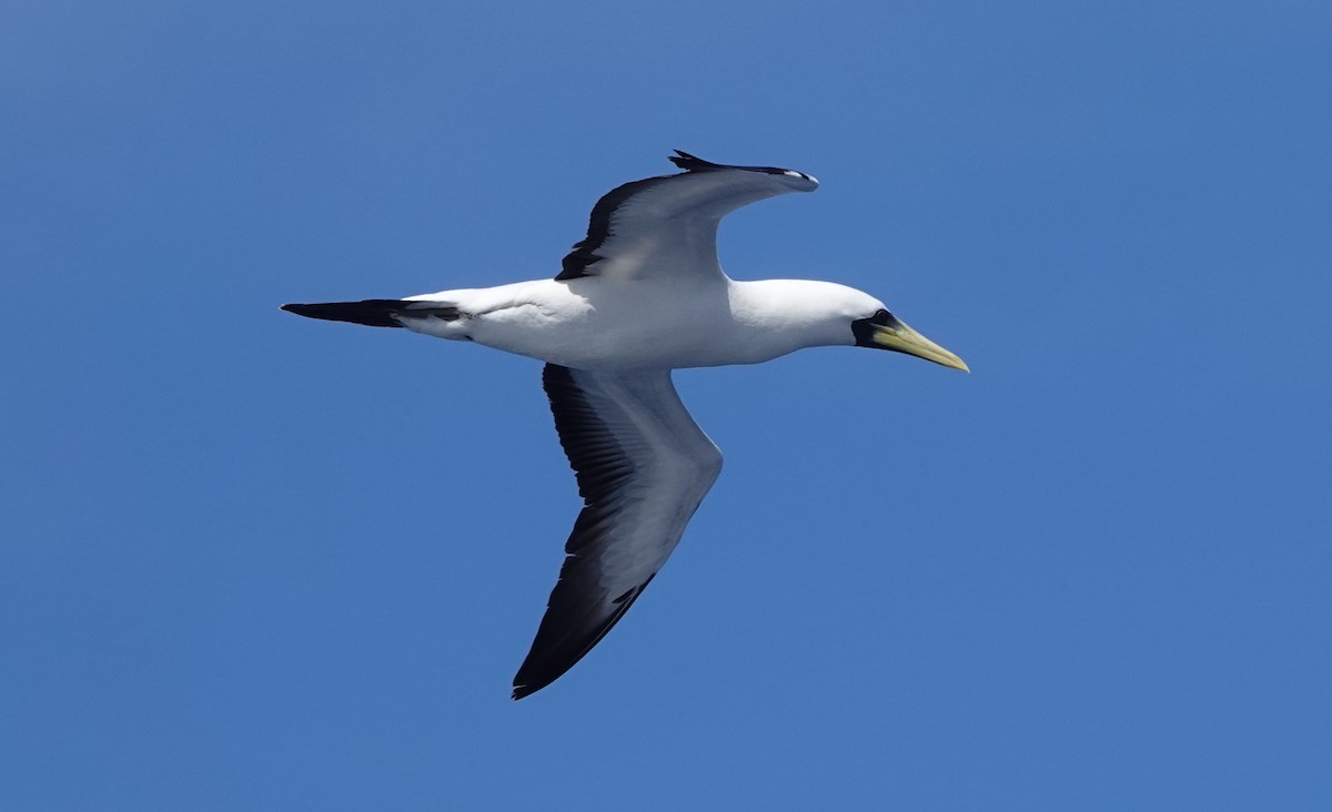 藍臉鰹鳥 - ML628019252