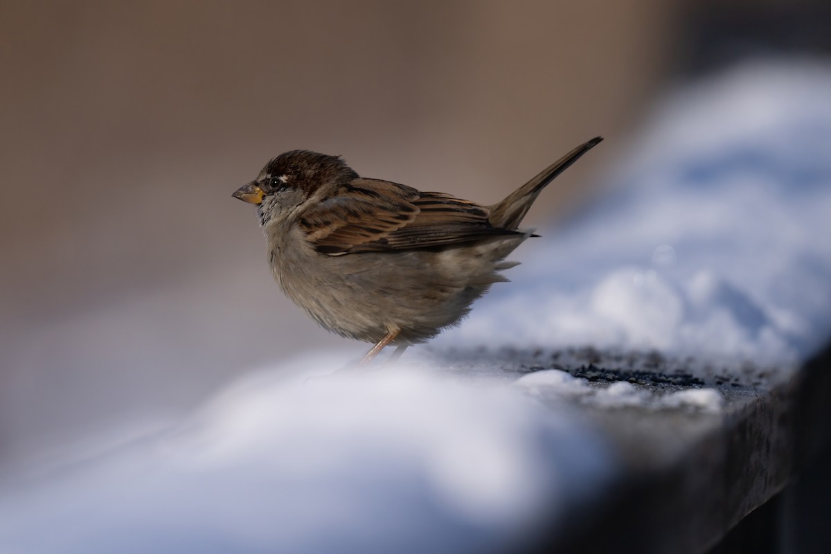 House Sparrow - ML628019261