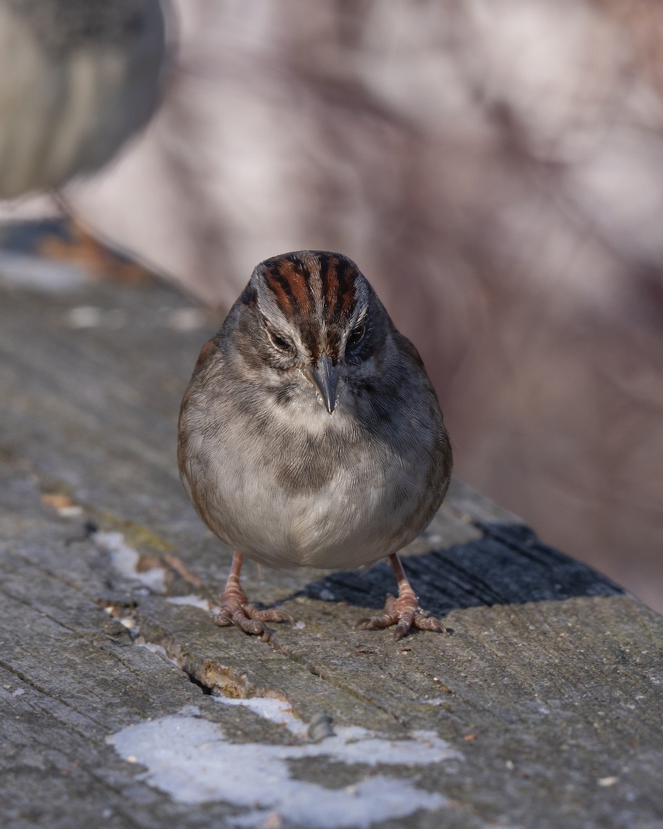 Swamp Sparrow - ML628019265