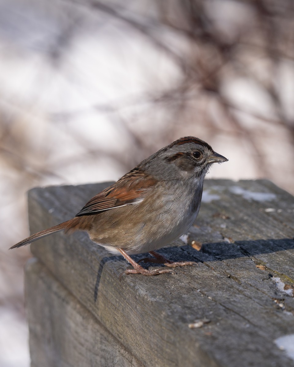 Swamp Sparrow - ML628019266