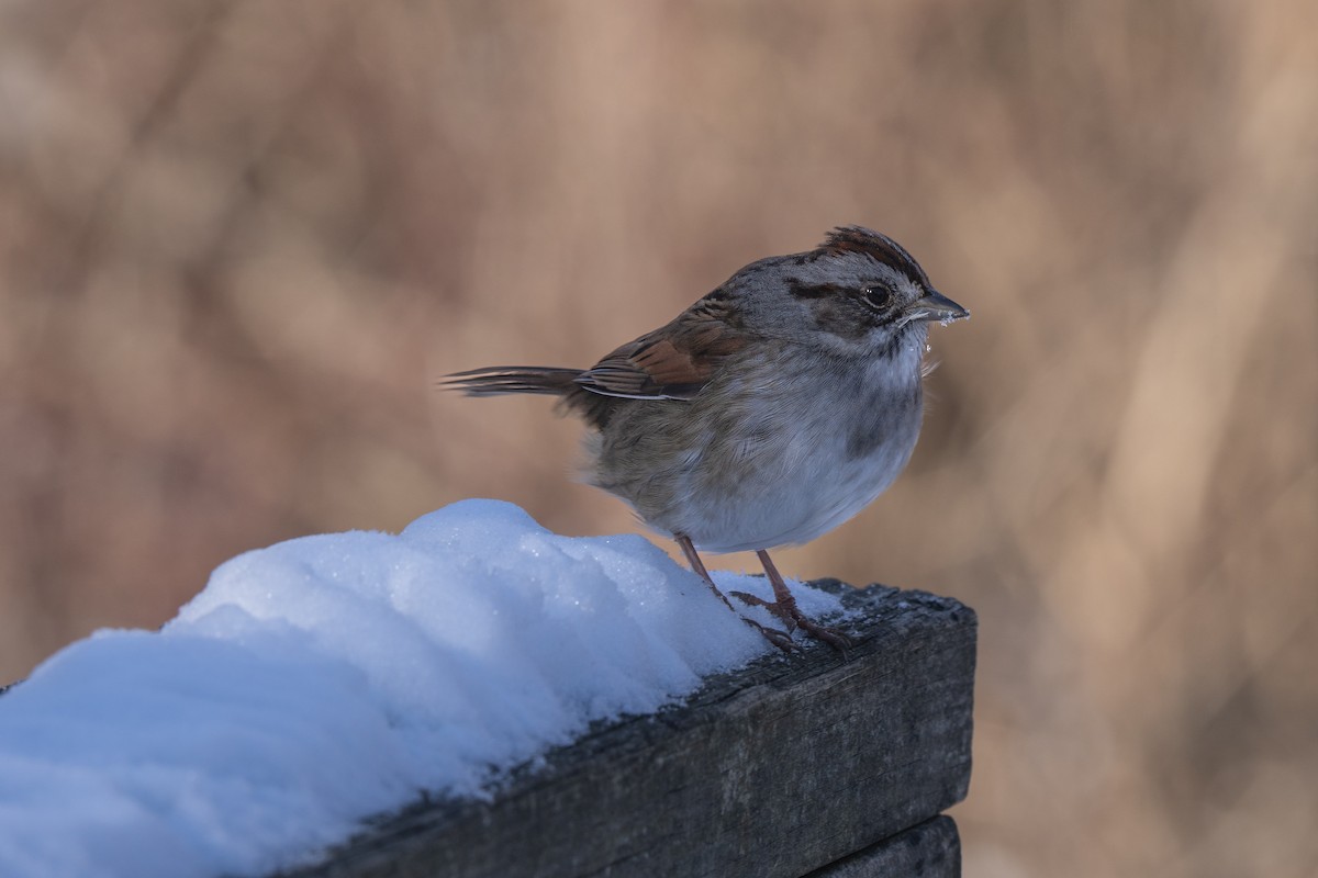 Swamp Sparrow - ML628019267