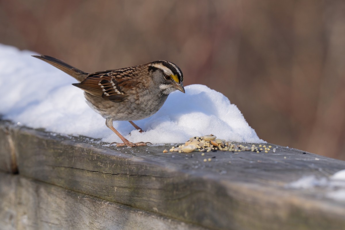 White-throated Sparrow - ML628019272