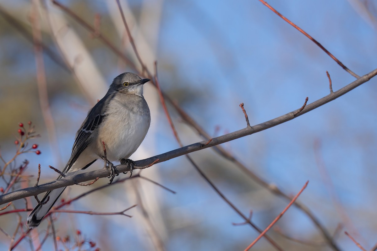 Northern Mockingbird - ML628019280