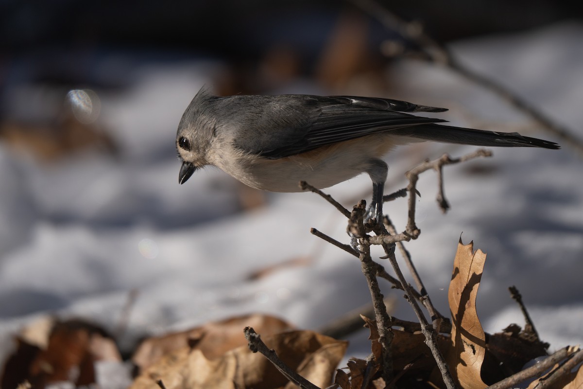 Tufted Titmouse - ML628019289