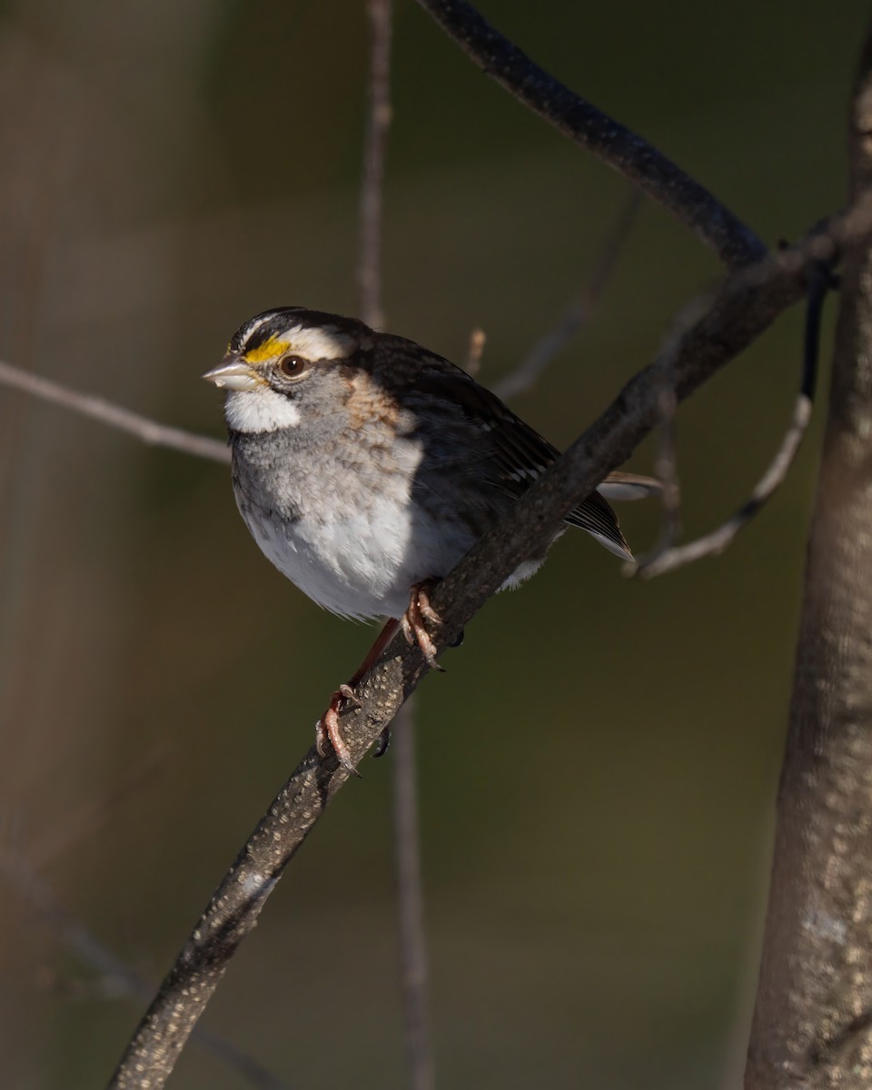 White-throated Sparrow - ML628019294