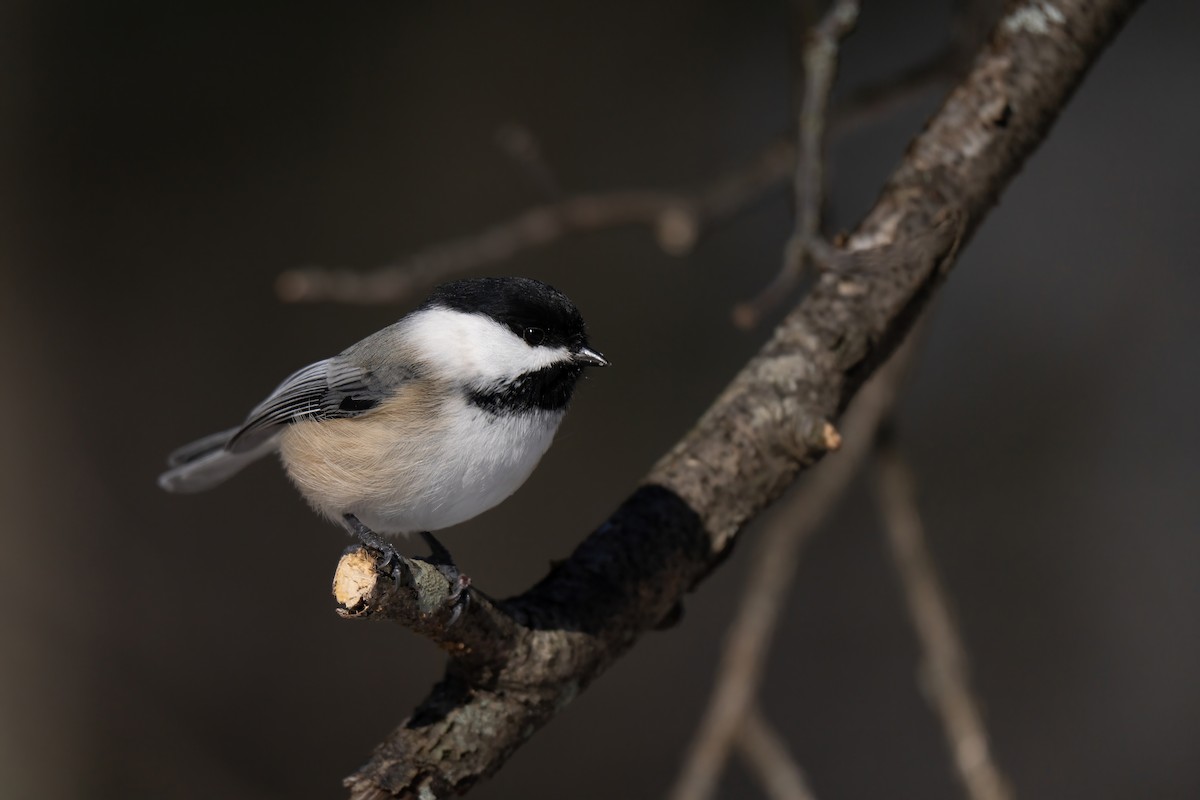 Black-capped Chickadee - ML628019296