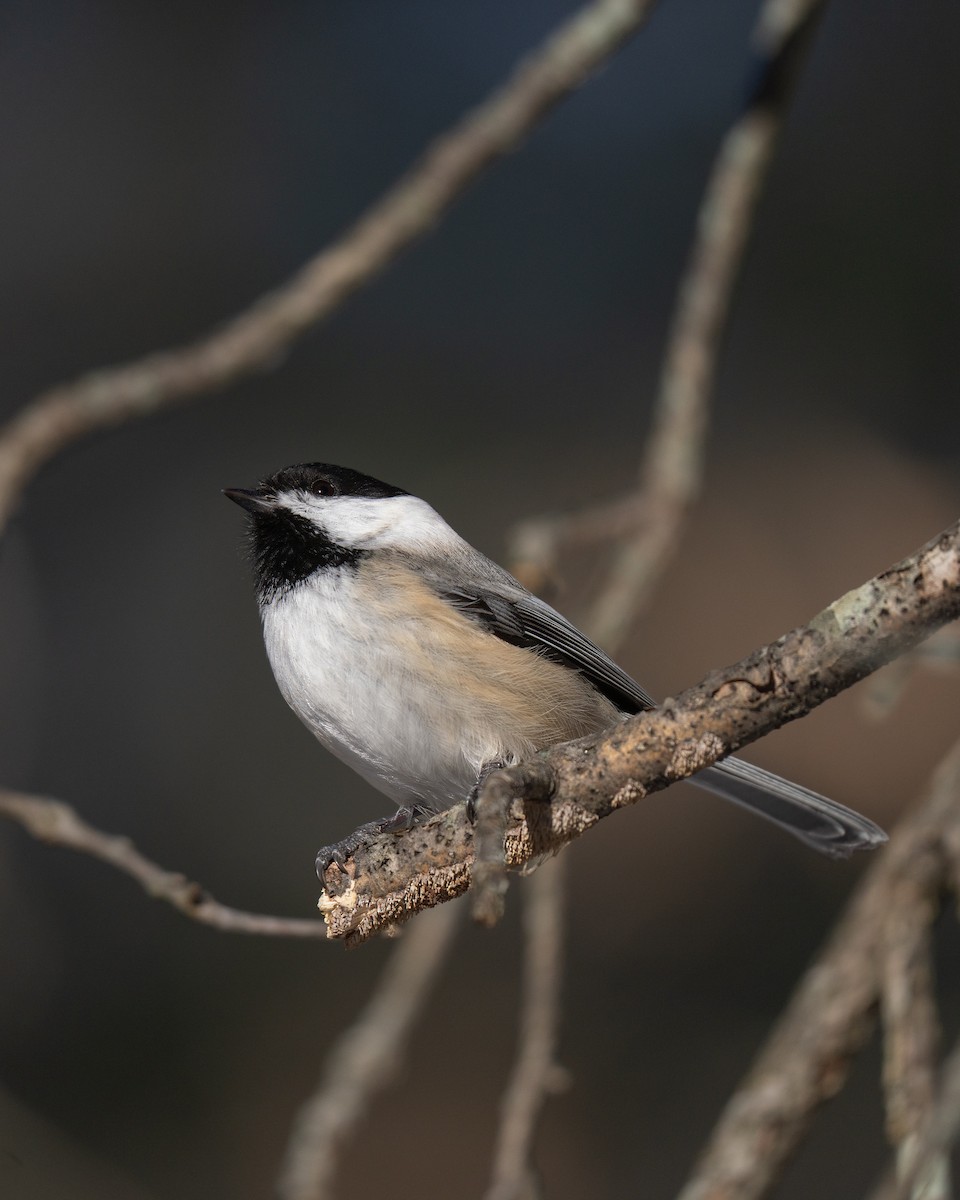 Black-capped Chickadee - ML628019297