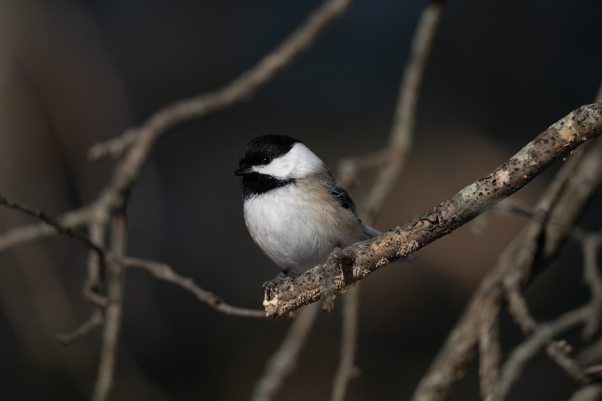 Black-capped Chickadee - ML628019298