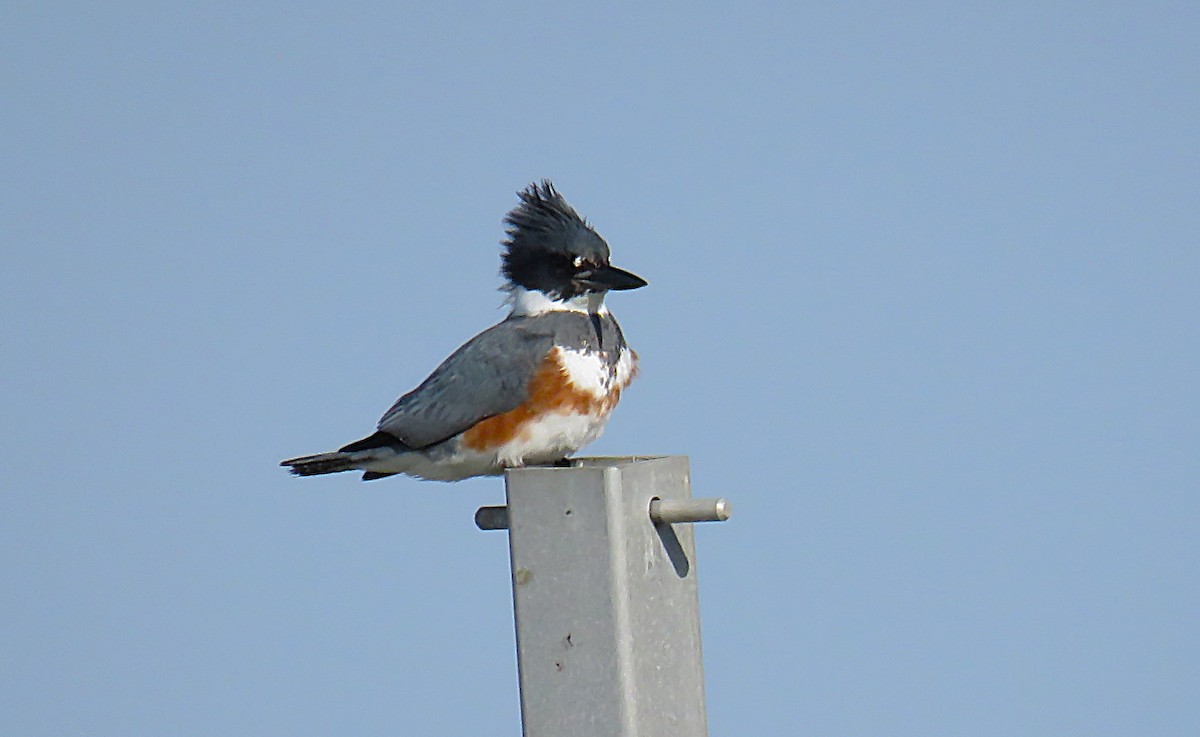 Belted Kingfisher - ML628019378