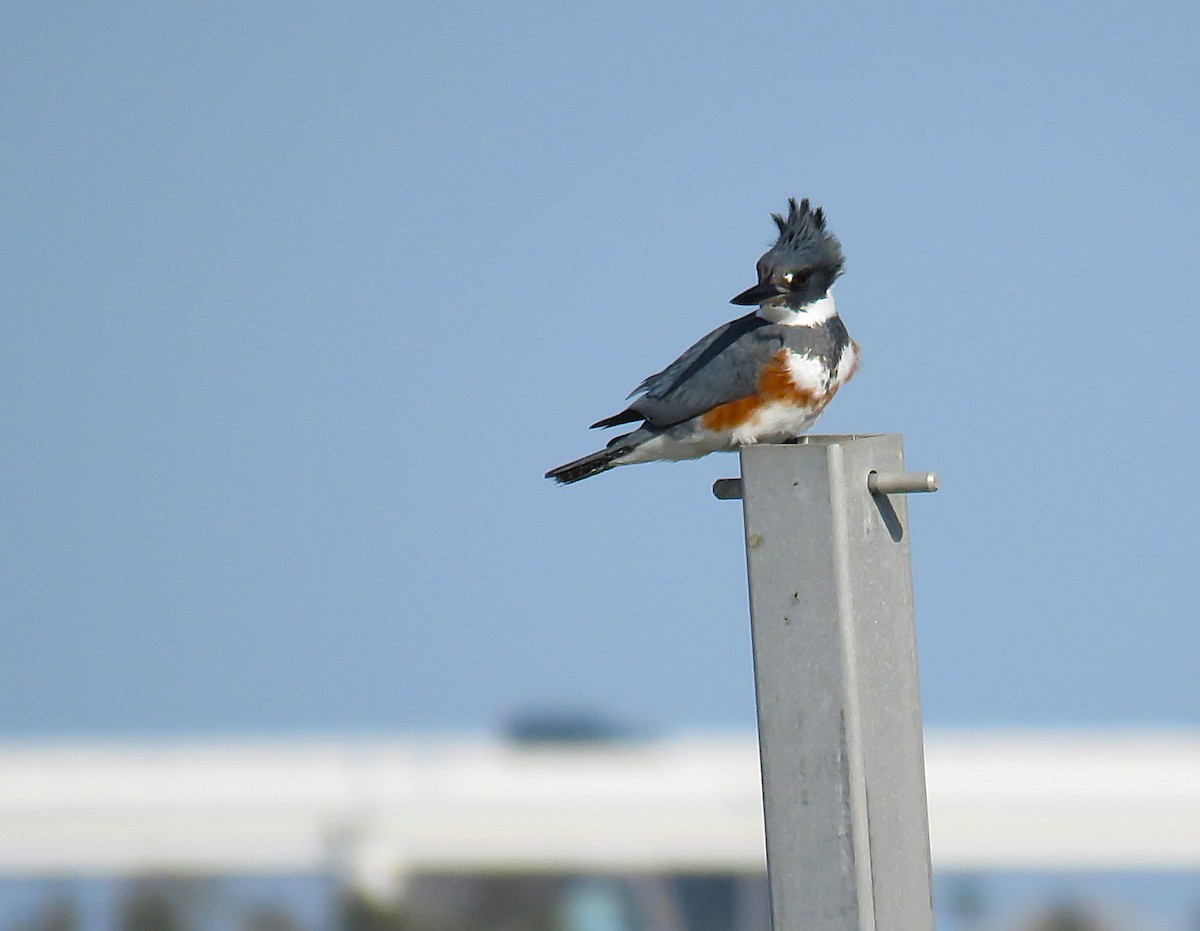 Belted Kingfisher - ML628019379