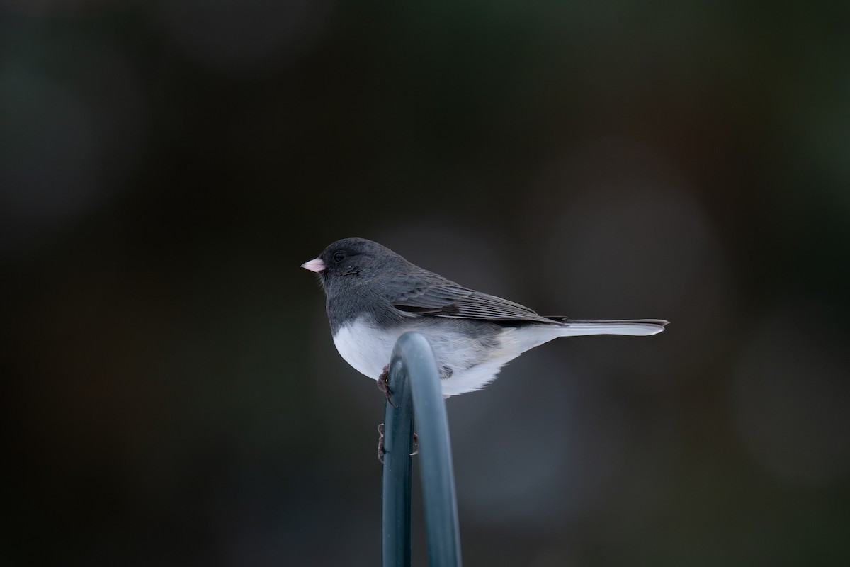 Dark-eyed Junco (Slate-colored) - ML628019380