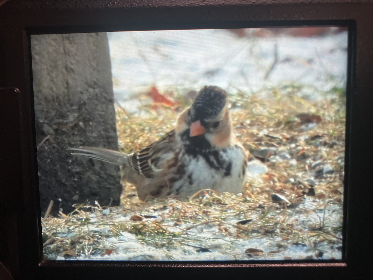 Harris's Sparrow - ML628019381