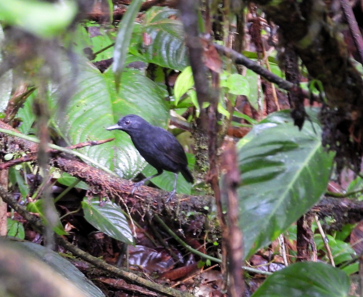 Stub-tailed Antbird - ML628019449
