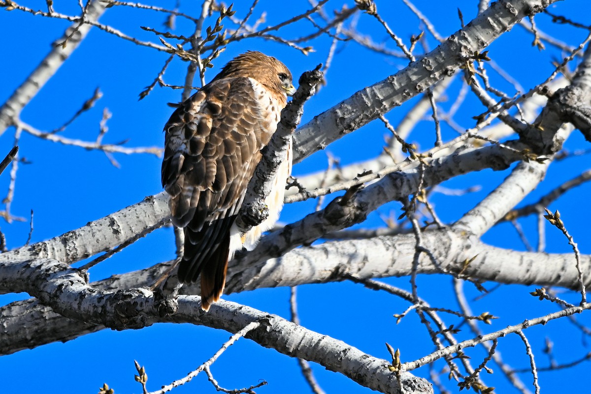 Red-tailed Hawk - ML628019452