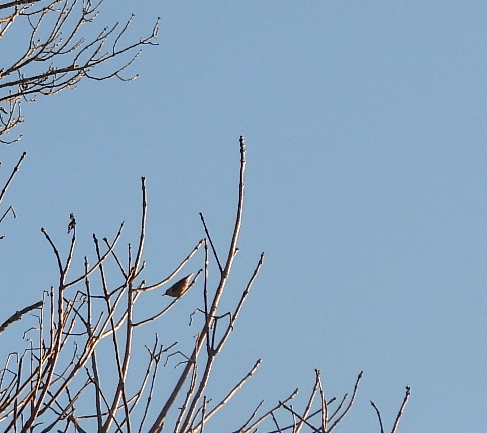 White-breasted Nuthatch - ML628019465