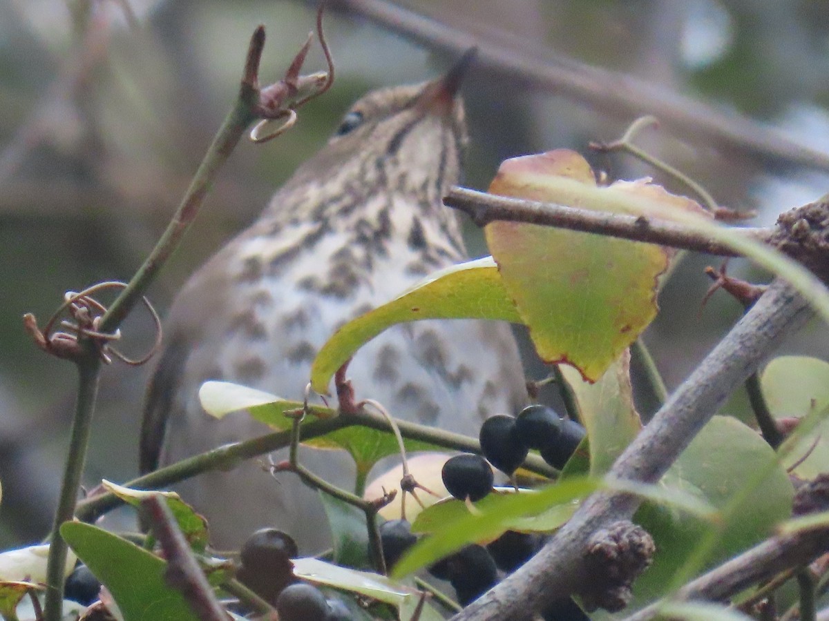 Hermit Thrush - ML628019471