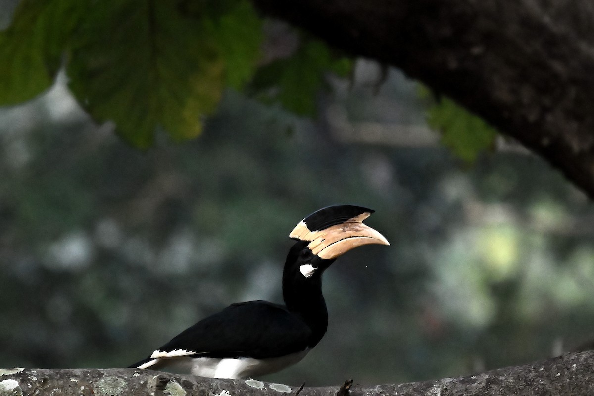 Malabar Pied-Hornbill - ML628019519