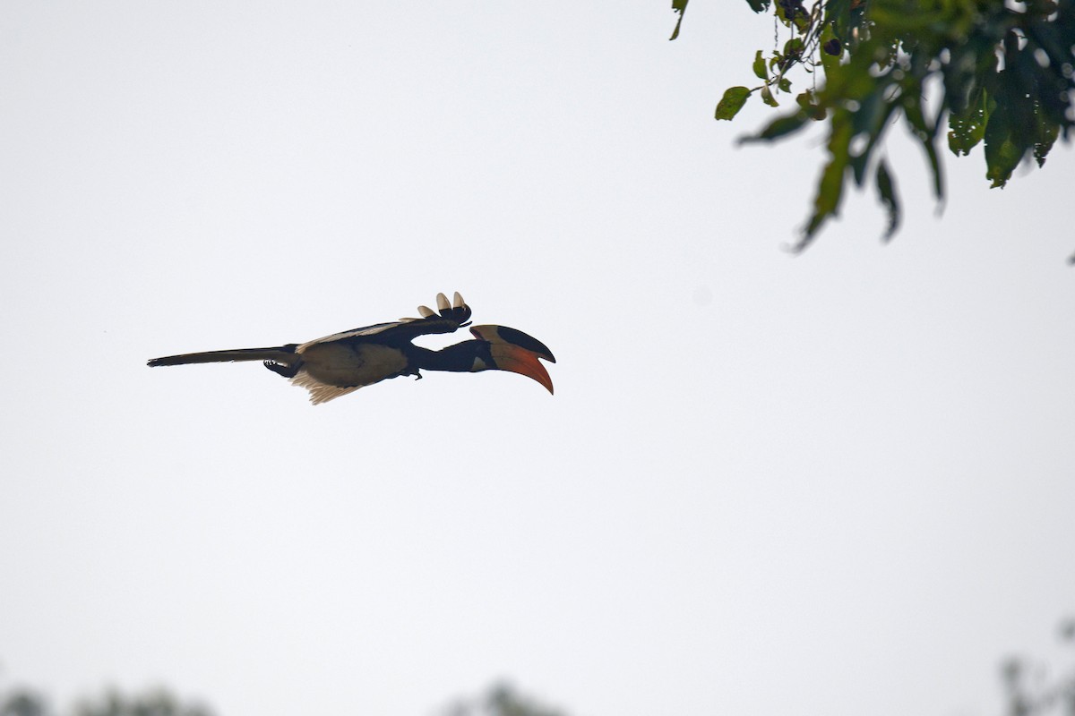 Malabar Pied-Hornbill - ML628019520