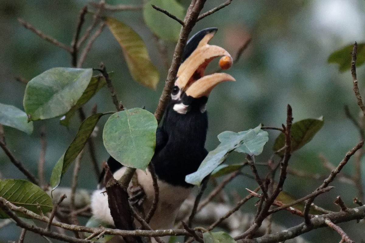 Malabar Pied-Hornbill - ML628019521