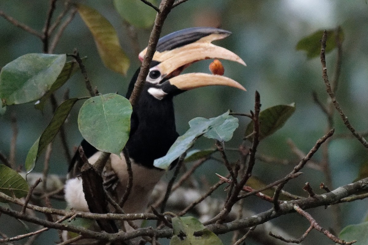 Malabar Pied-Hornbill - ML628019522