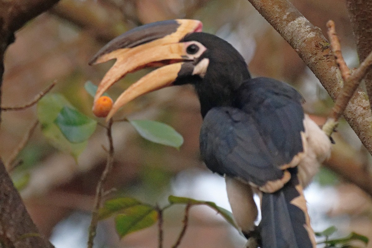 Malabar Pied-Hornbill - ML628019523