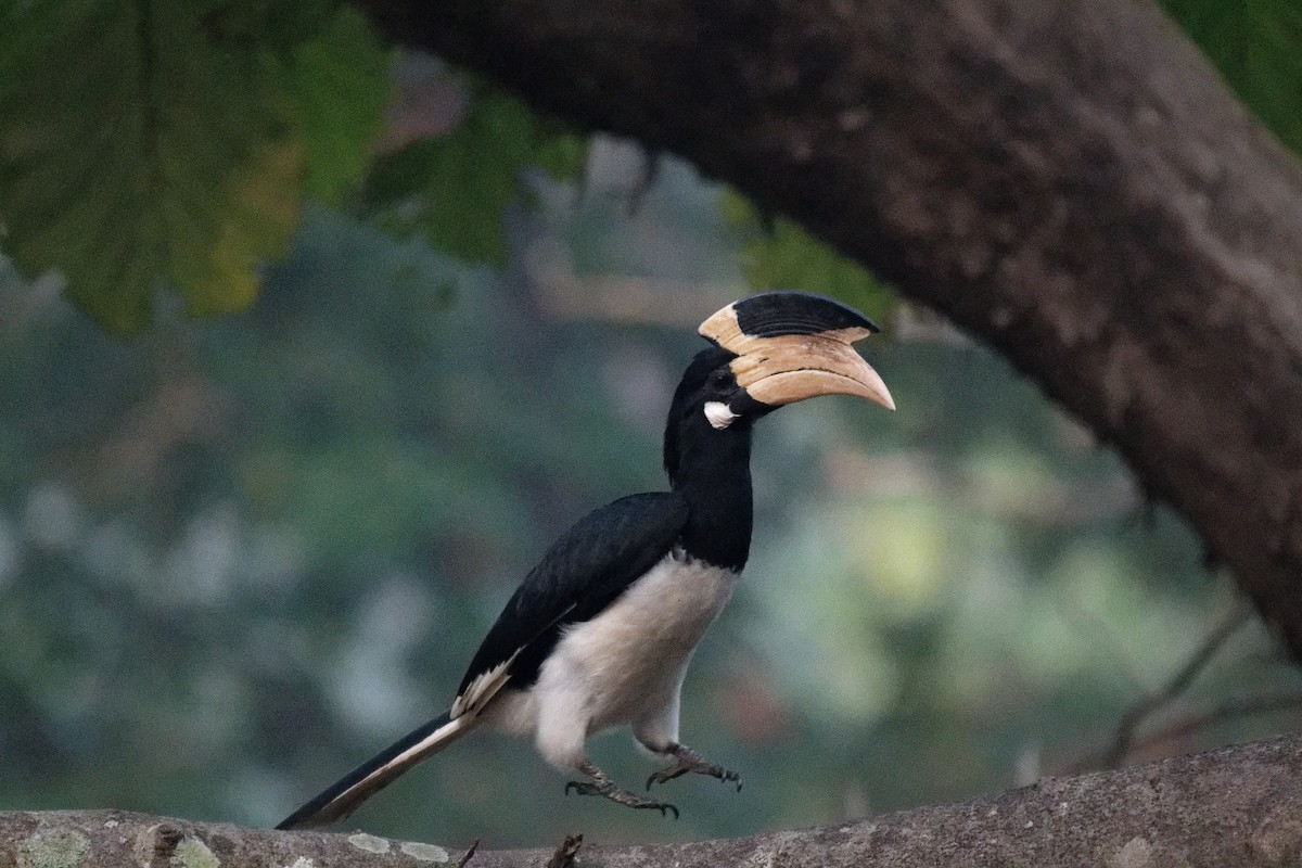 Malabar Pied-Hornbill - ML628019524