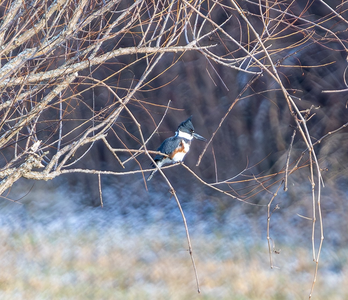 Belted Kingfisher - ML628019545