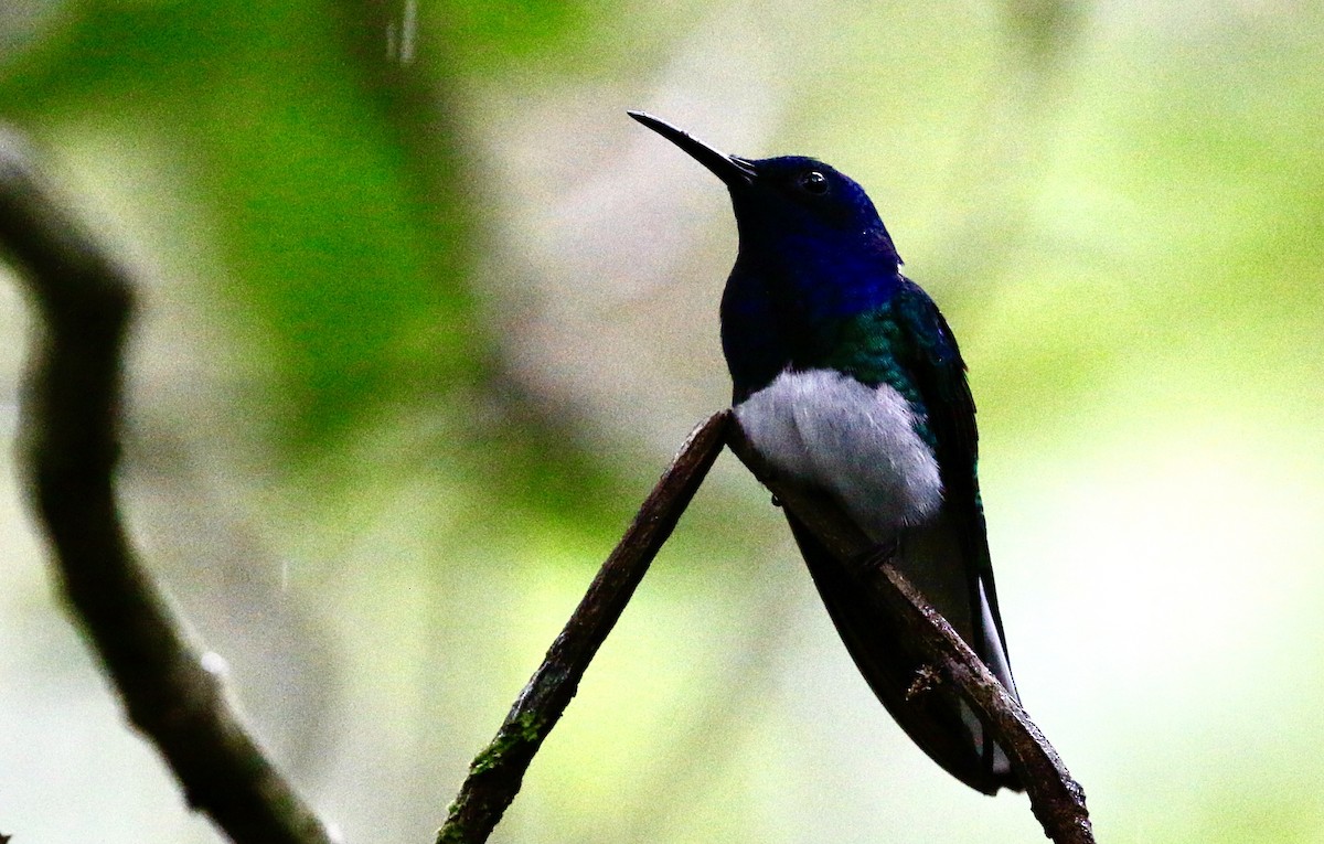 White-necked Jacobin - ML628019558