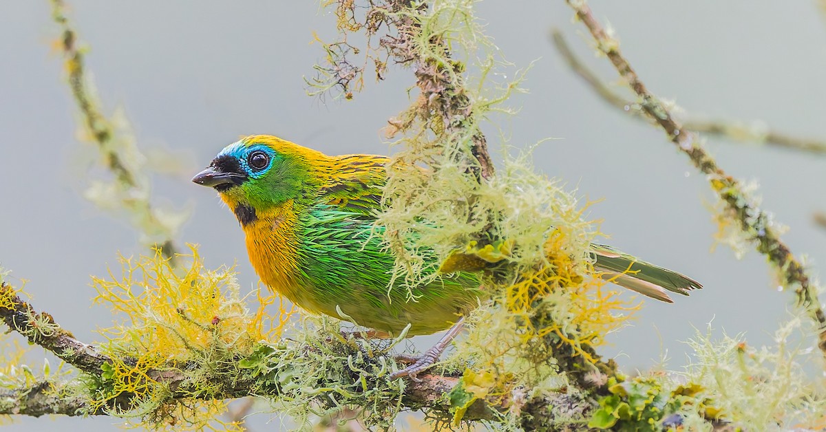 Brassy-breasted Tanager - ML628019561