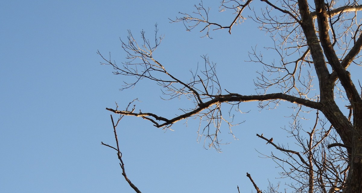 American Robin - ML628019576