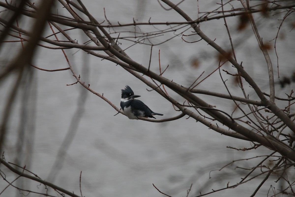 Belted Kingfisher - ML628019606