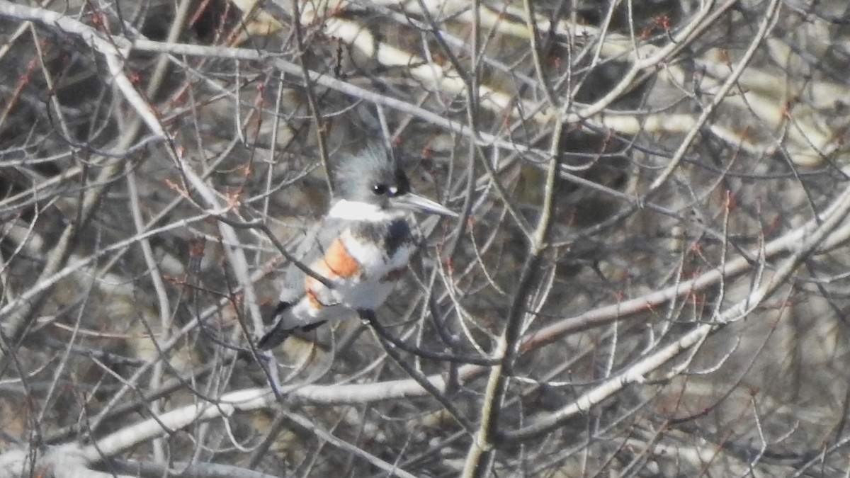 Belted Kingfisher - ML628019676