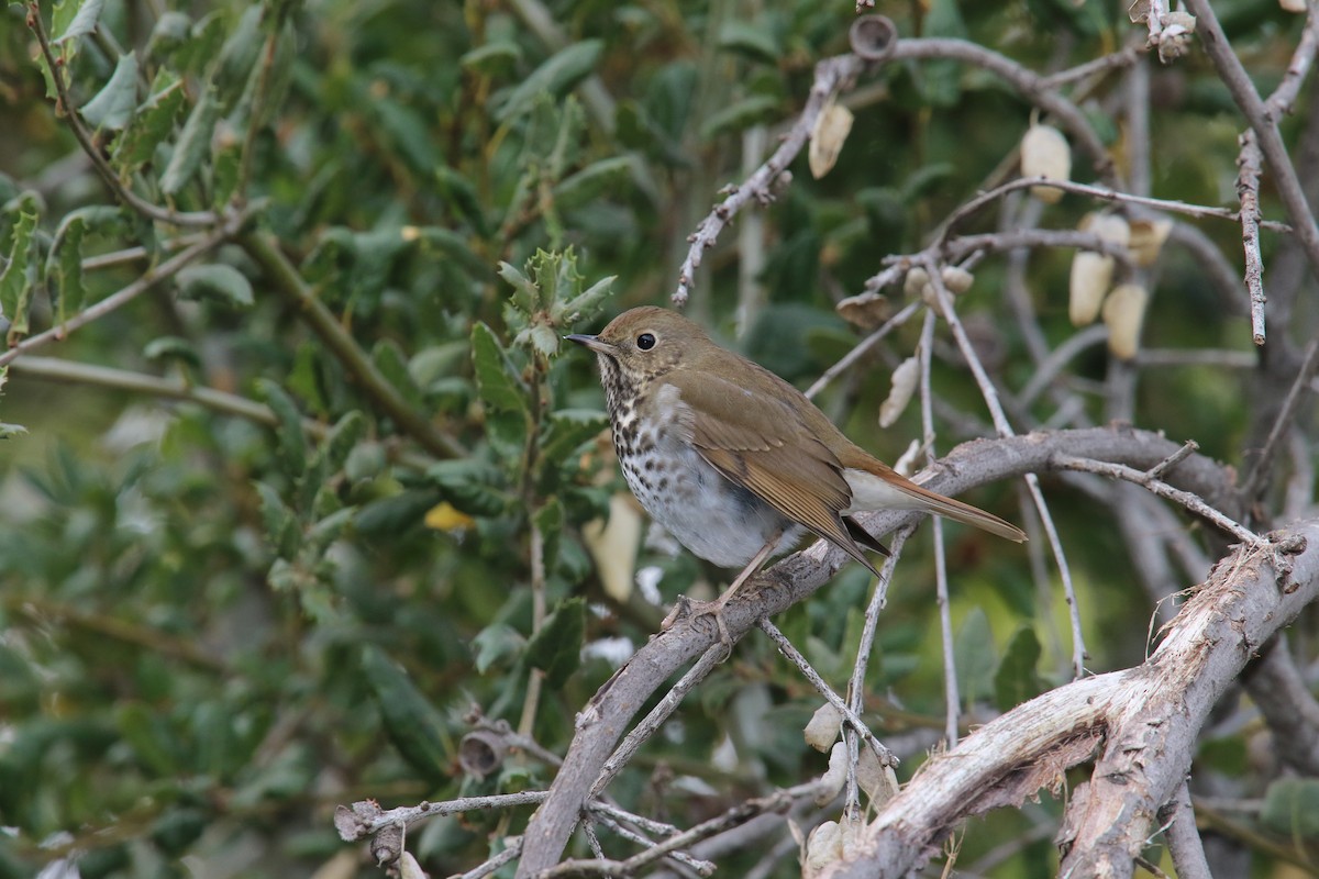 Hermit Thrush - ML628019679