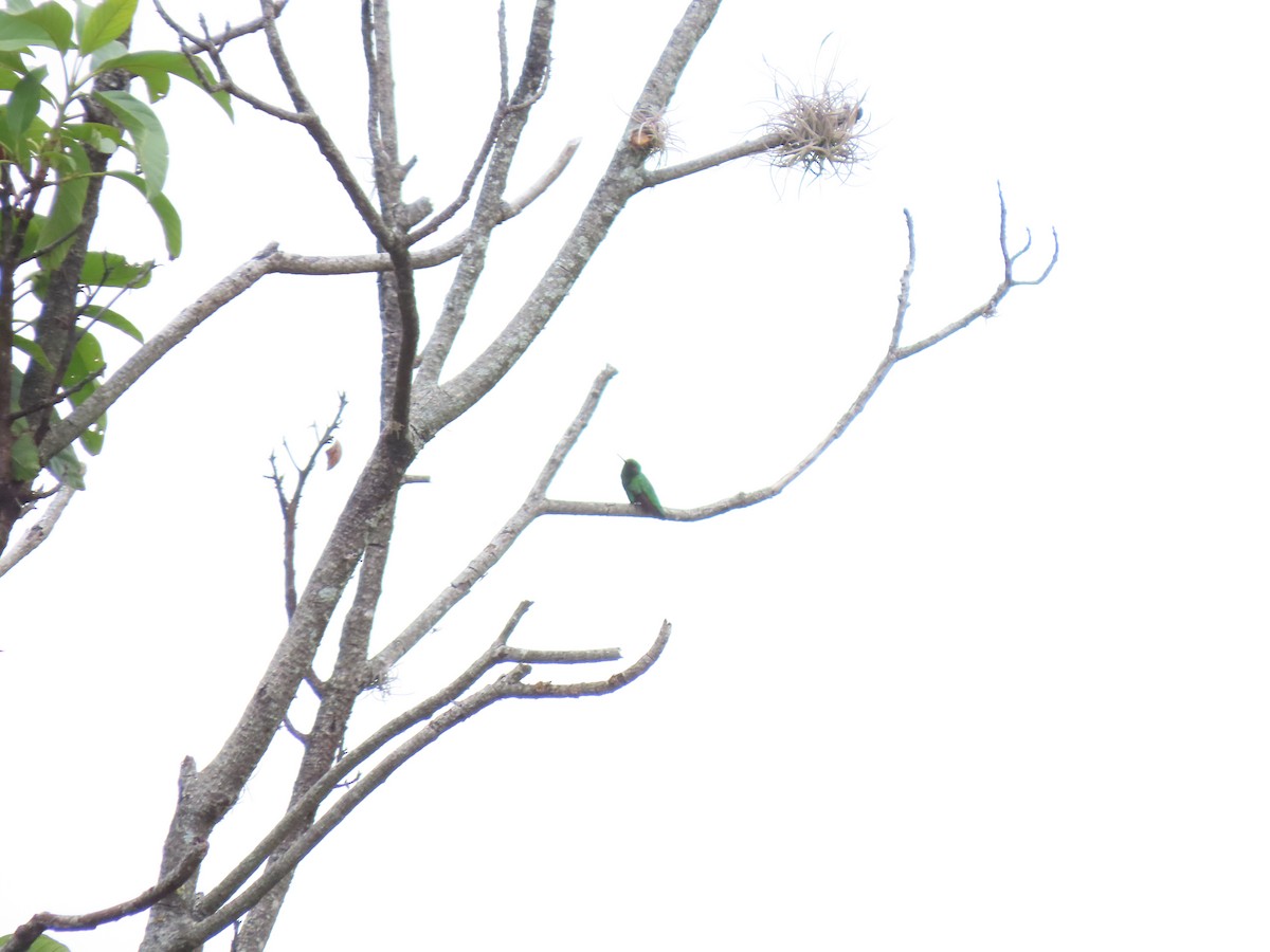 Short-tailed Emerald - ML628019763