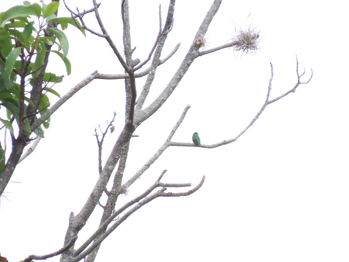 Short-tailed Emerald - ML628019764