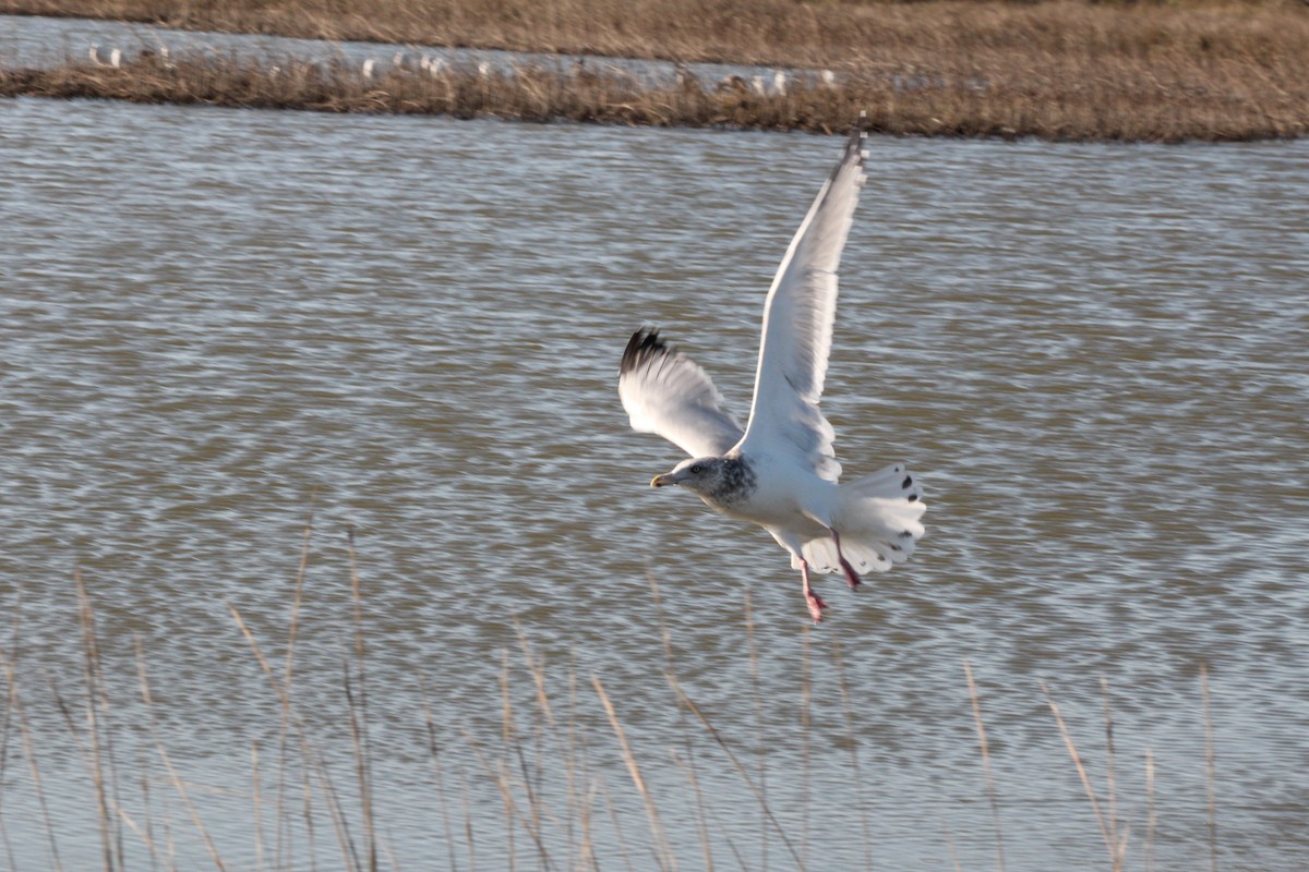 American Herring Gull - ML628019895