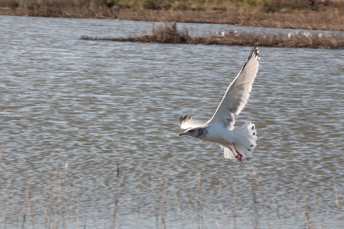 American Herring Gull - ML628019896