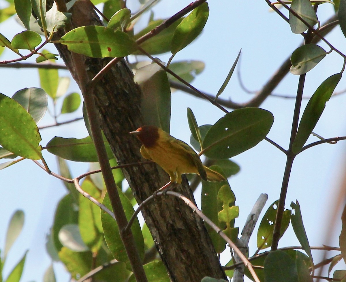 Yellow Warbler (Mangrove) - ML628019898