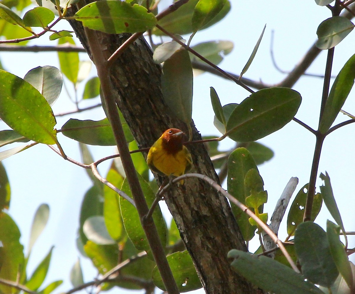 Yellow Warbler (Mangrove) - ML628019899