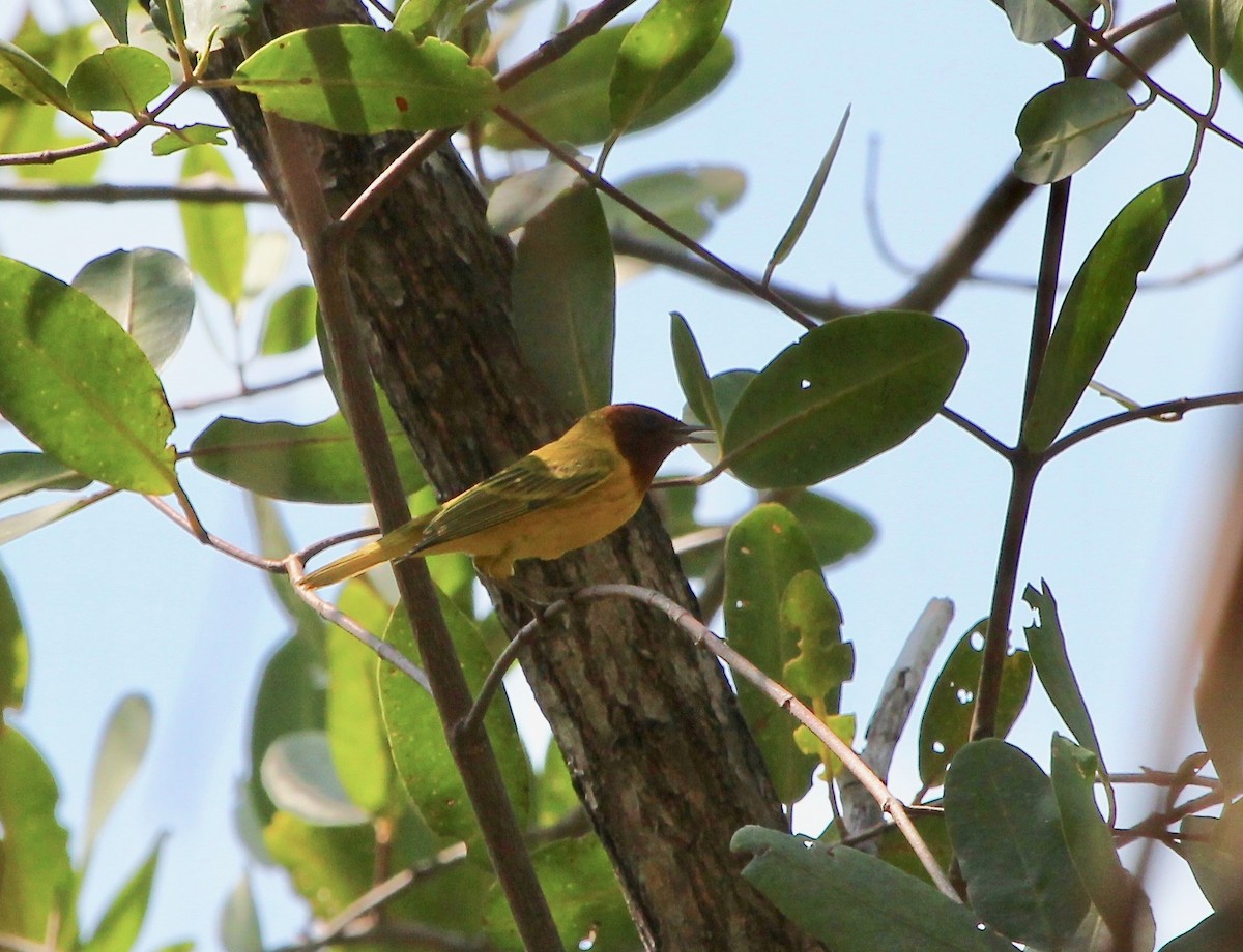 Yellow Warbler (Mangrove) - ML628019900