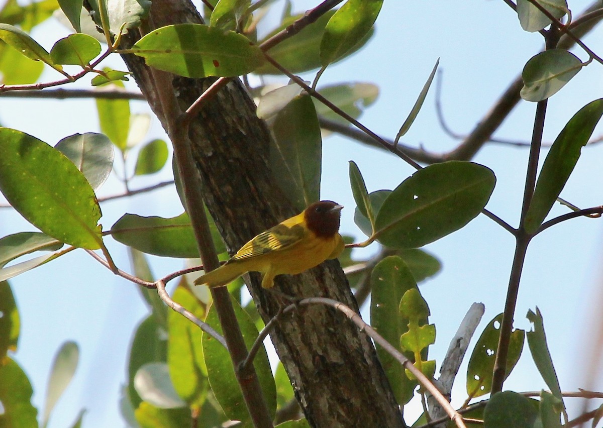 Yellow Warbler (Mangrove) - ML628019901