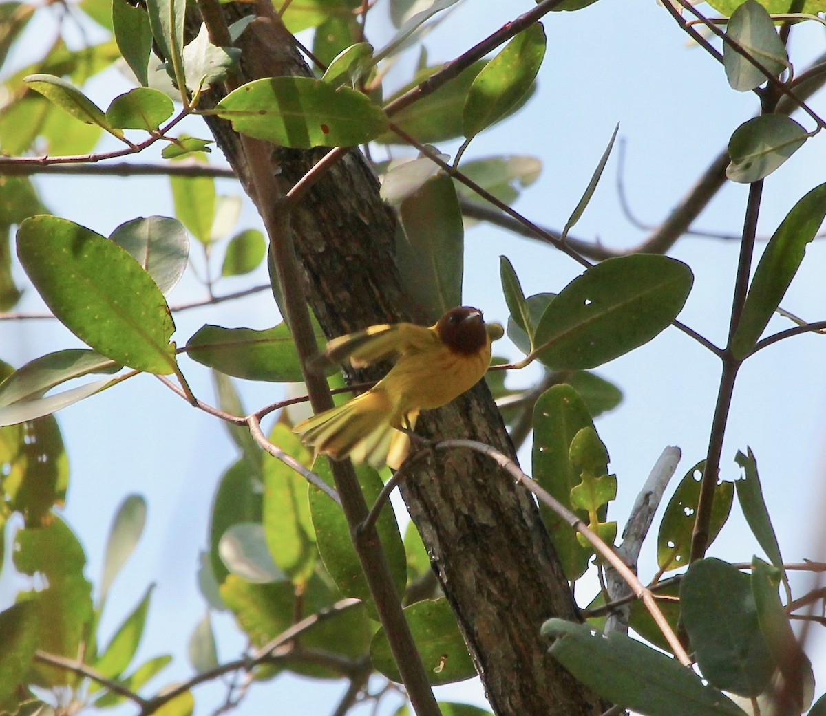 Yellow Warbler (Mangrove) - ML628019902