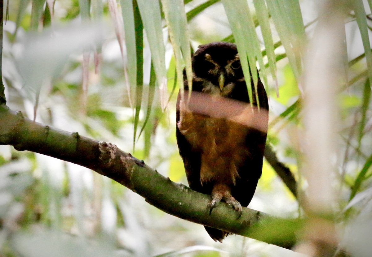 Spectacled Owl - ML628019904