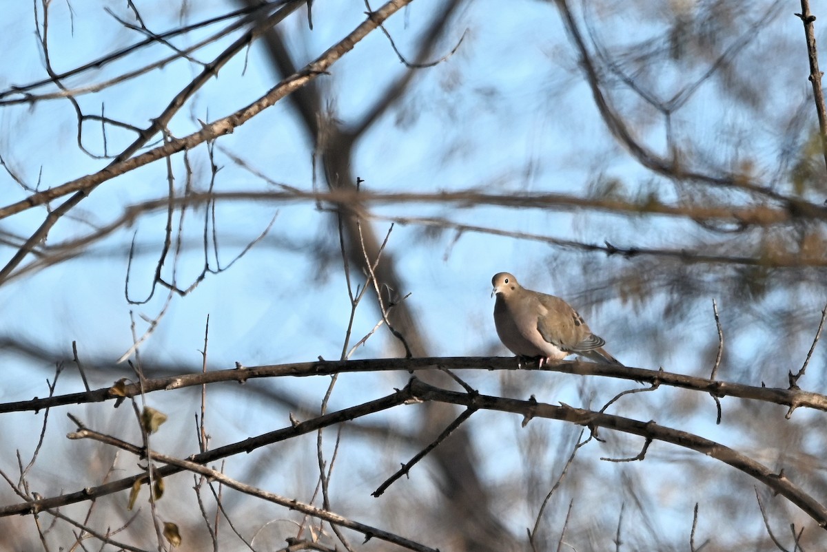 Mourning Dove - ML628019908