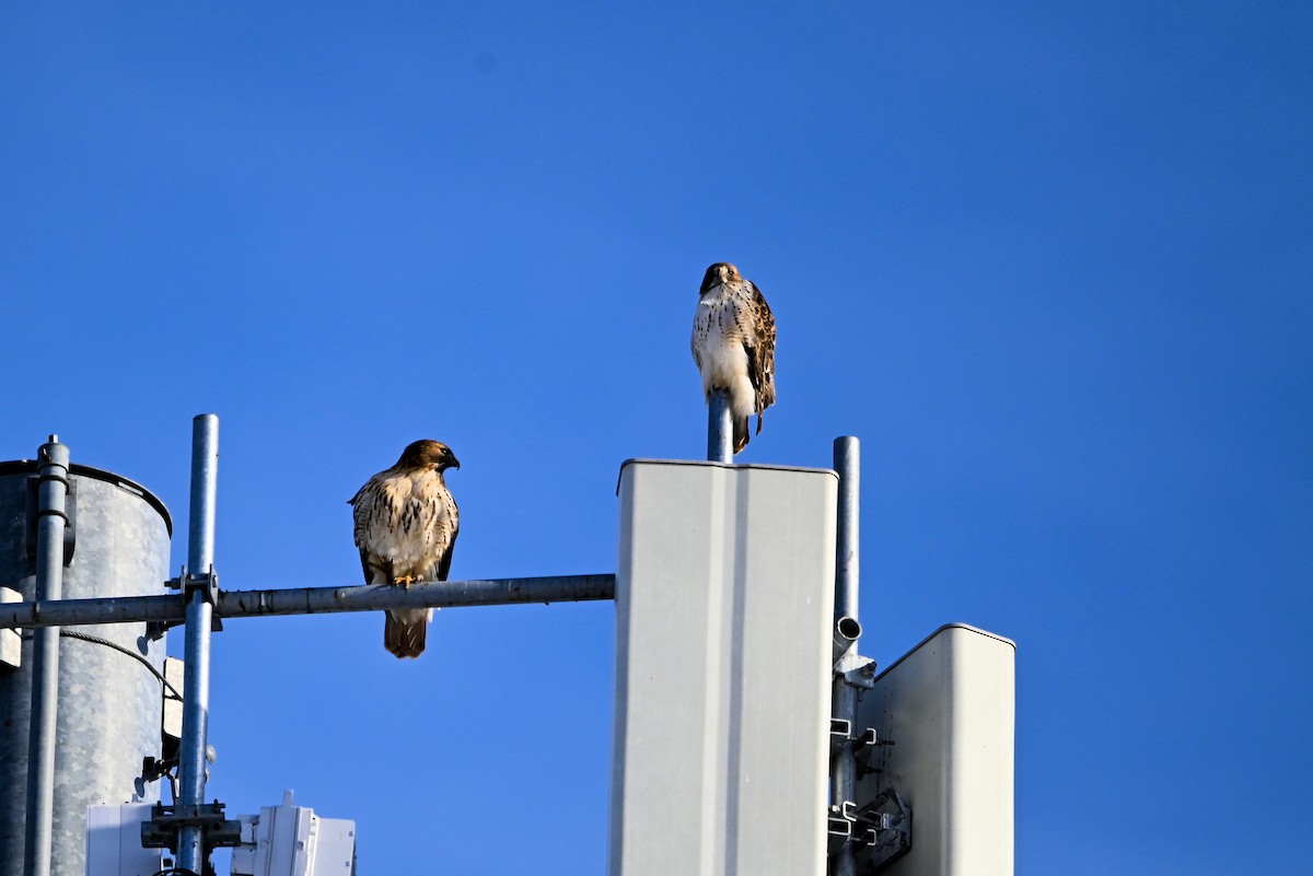 Red-tailed Hawk - ML628019919