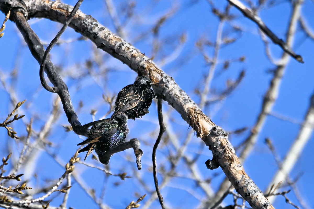 European Starling - ML628019925